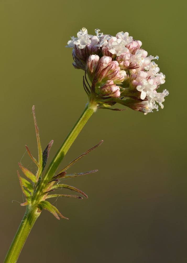 Valeriana officinalis